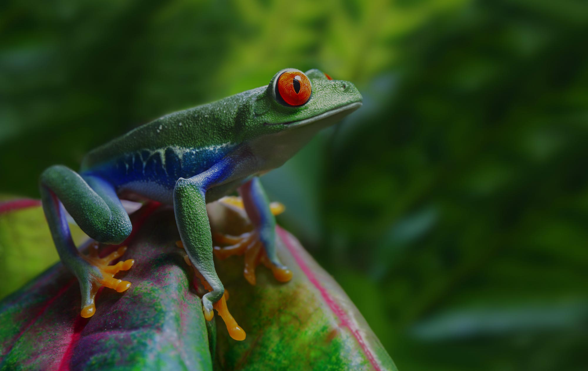 Frog on Plant 1 Frog on Plant 1